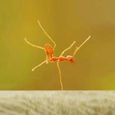 Большинство рабочих муравьев оказались завзятыми лентяями и лоботрясами