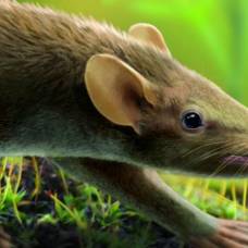 Останки млекопитающего позволили переосмыслить эволюционную историю меха