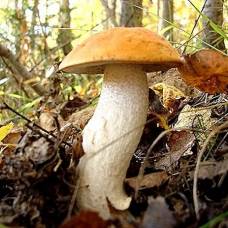 Загадки мира грибов