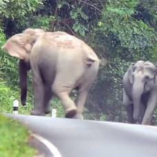 Недовольные шумом слоны заставили мотоциклиста спасаться бегством