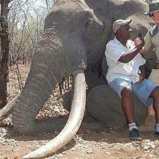 В африке убит самый большой за 30 лет слон