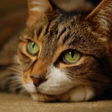 Ветеринары выяснили, какие кошки больше всех не любят людей