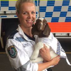 На службу в полицию австралии поступил козел