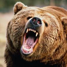 Случай в тайге: охотник неожиданно столкнулся с медведем
