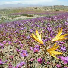 Чилийская пустыня атакама покрылась цветами