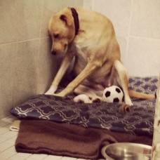 Самая грустная в мире собака ищет семью