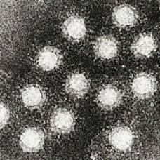 Учёные выяснили происхождение вируса гепатита а