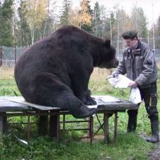 Нарисованные медведем картины продаются по 300 евро за штуку