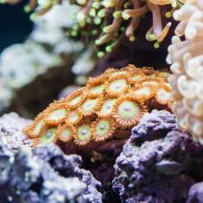 Кораллы могут побороться с подкислением океанов