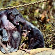 Шимпанзе ухаживают за своими инвалидами