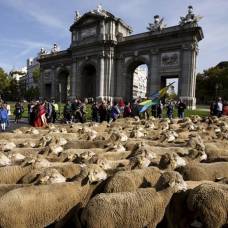 Большой овечий парад