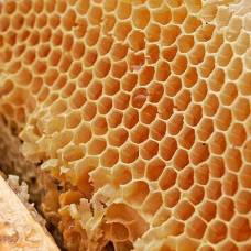 «Безумный мед» гималайских пчёл