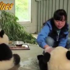 Новыми звездами интернета стали умывающиеся панды