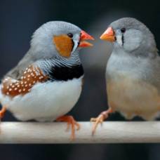 Птиц впервые застали за спором о родительских обязанностях