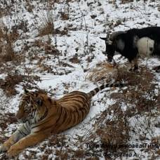 В приморском сафари-парке козел выгнал тигра из его логова