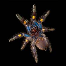 Ученые не смогли объяснить синий цвет пауков-птицеедов