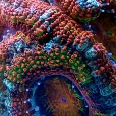 Медленная жизнь: кораллы и губки большого барьерного рифа