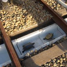 Японские железнодорожники строят переходы для черепах