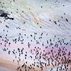 Цветная антарктида в фотографиях гастона лакомбо
