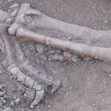 В китае обнаружили окаменелости люфенгозавров