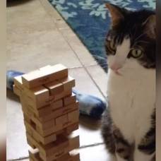 Кот, который очень любит играть с хозяином в настольную игру дженгу