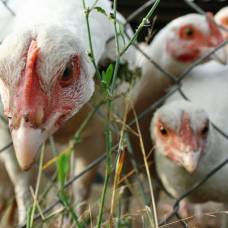 Как выяснилось, курицы наследуют гены от отцов-петухов