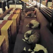 Греческое кафе стало ночлегом для бездомных собак
