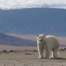 Остров врангеля - роддом для белых медведей