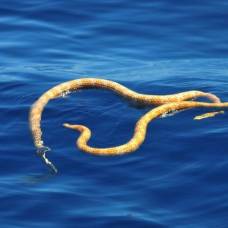 У побережья австралии учёные обнаружили змей, считавшихся вымершими