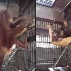 Орангутан из тайского зоопарка изобрела гамак