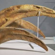 Палеонтологи поспорили, у какого животного самые длинные когти