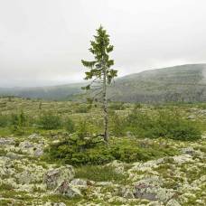 «Старый тикко» – самое старое 9550-летнее дерево в мире