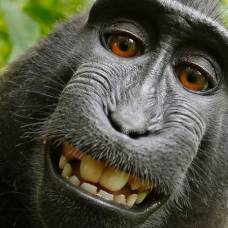 Суд отказал обезьяне в авторском праве на селфи