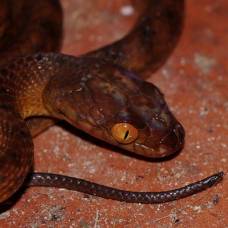 У австралийских змей хотят отобрать звание самых смертоносных