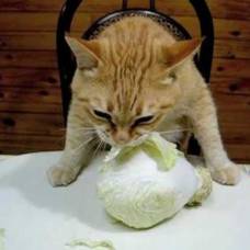 Сеть покоряет рыжий кот, который ест капусту