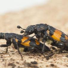 Самки жуков предпочитают мелких самцов за их добрый нрав