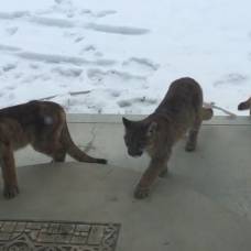 Три детеныша горного льва заглянули в гости к отставному шерифу в айдахо