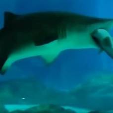 Пожирание акулами друг друга сняли на видео