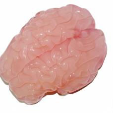Извилины в мозгу человека образовались из-за тесноты