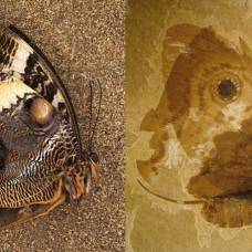 Палеонтологи обнаружили останки древнего насекомого — двойника современной бабочки