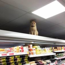 Кот, который отказывается уходить из супермаркета