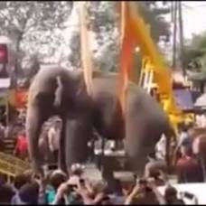 Обезумевший слон выбежал на улицы индийского города