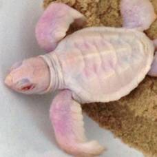 В австралии обнаружили черепаху-альбиноса