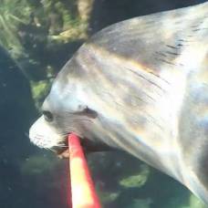 Морской лев снял видео о своем подводном приключении