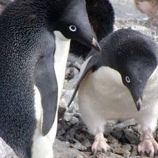 Массовая гибель пингвинов в антарктиде вызвана гигантским айсбергом