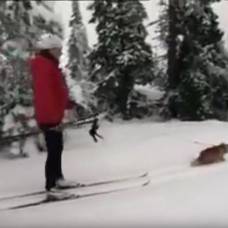 Норвежская лыжница превратила своего кота в ездового