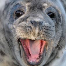 Ученые сняли на видео тюленя-каннибала