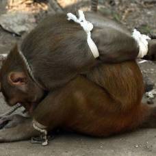 Как наказывают обезьян-преступниц в индии