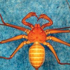 В бразилии обнаружили восемь новых видов жгутоногих пауков