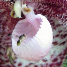 Ученые разгадали тайну маскировки орхидеи-дракулы